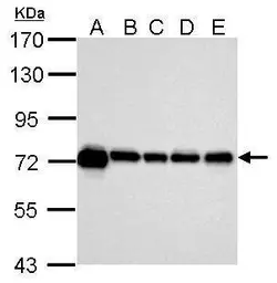 Anti-Hsp70 antibody used in Western Blot (WB). GTX111088